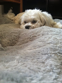 Your Guardian Angel Pet Sitting - Photo 6 - Car repair in Round Lake, IL, Round Lake Beach