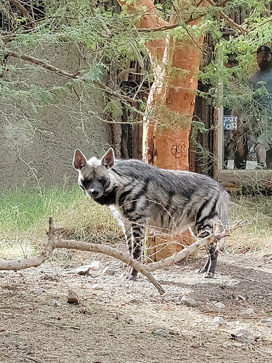 Zoo «The Living Desert Zoo & Gardens», reviews and photos, 47900 Portola Ave, Palm Desert, CA 92260, USA