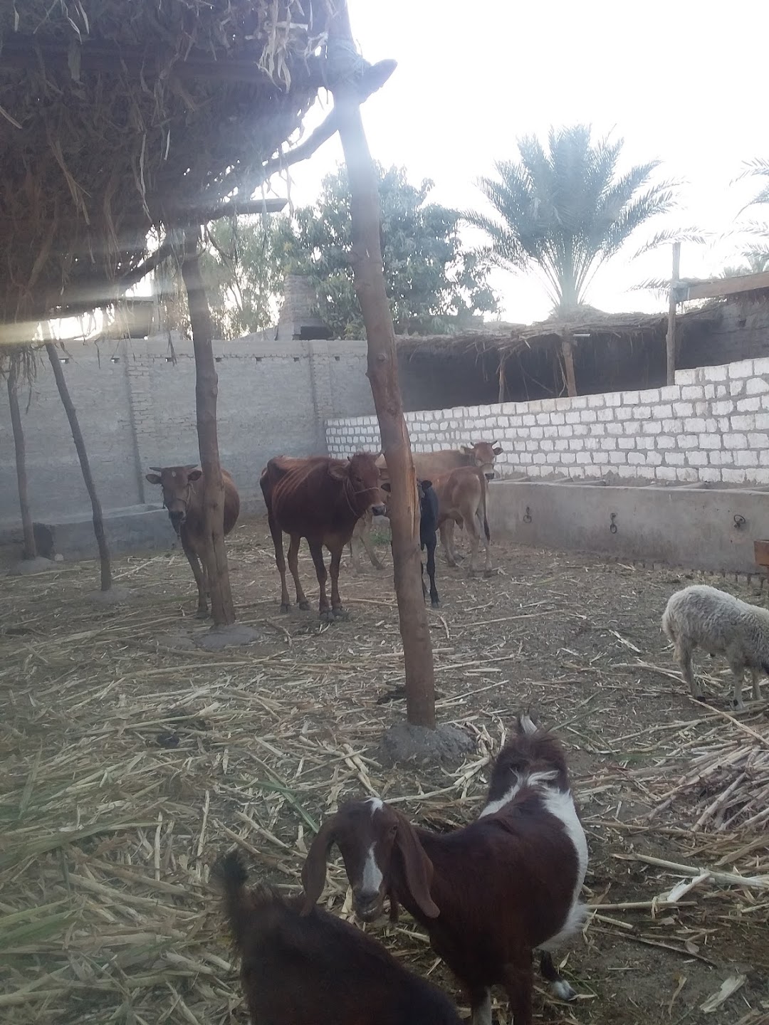 Qassed Elmodeer Cattle Farm