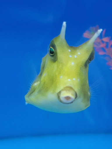 Tropical Fish Store «OCD Reefs», reviews and photos, 4220 2100 S, Salt Lake City, UT 84120, USA