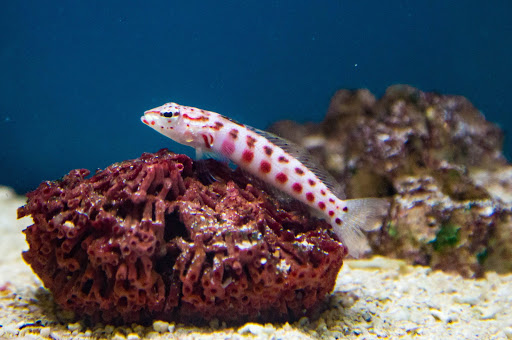 Aquarium Shop «Wet Pets by Steve», reviews and photos, 504 W Main St, Norman, OK 73069, USA