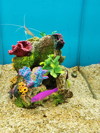 Pet Supply Store «Petco Animal Supplies», reviews and photos, 585 E Wetmore Rd, Tucson, AZ 85705, USA