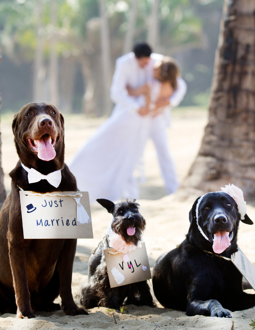 Furry Tail Wedding Day and Pet Sitting