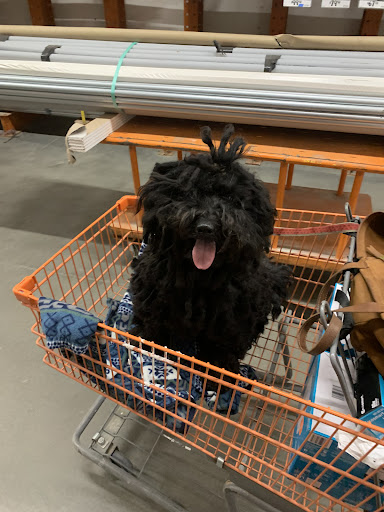 Pet Groomer «Doggie Style Bowtique», reviews and photos, 1713 Westport Rd, Kansas City, MO 64111, USA