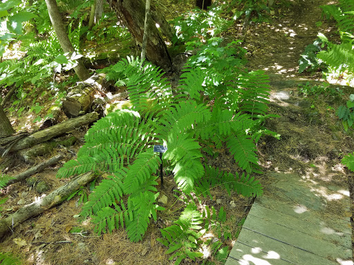Nature Preserve «Eshqua Bog Natural Area», reviews and photos, Garvin Hill Rd, Woodstock, VT 05091, USA