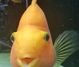 HuaTing China Restaurant photo