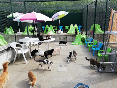 Bon Œil Bon Chat à Bonneuil-sur-Marne