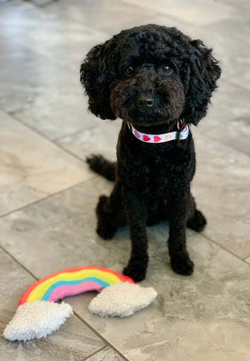 Pet Groomer «Woof Gang Bakery & Grooming Las Vegas», reviews and photos, 7080 N Durango Dr #140, Las Vegas, NV 89149, USA