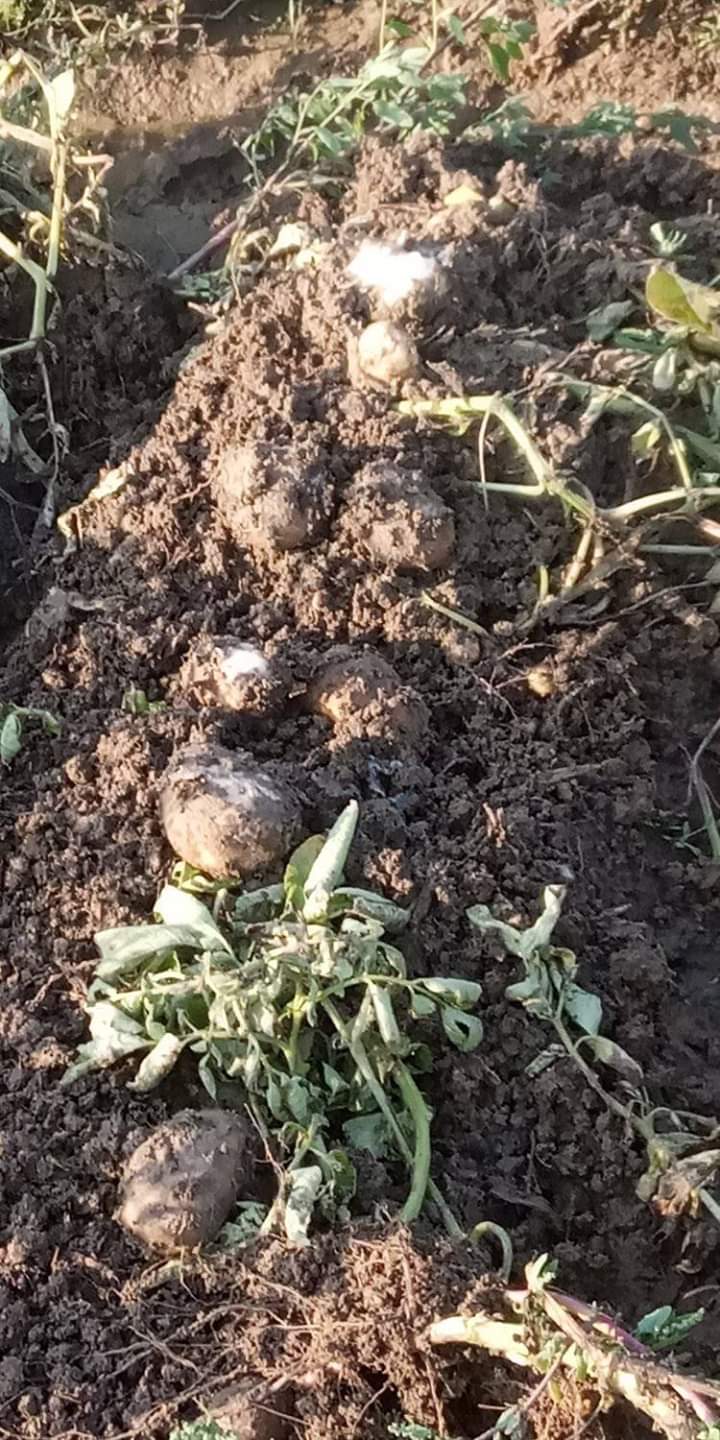 কৃষ্ণ দের জমি