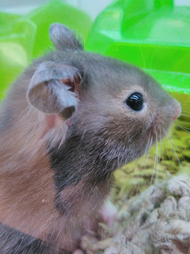 Pet Supply Store «Petco Animal Supplies», reviews and photos, 517 N 3rd Pl, Manhattan, KS 66502, USA