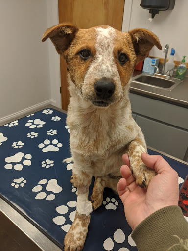 Central Valley Animal Hospital image