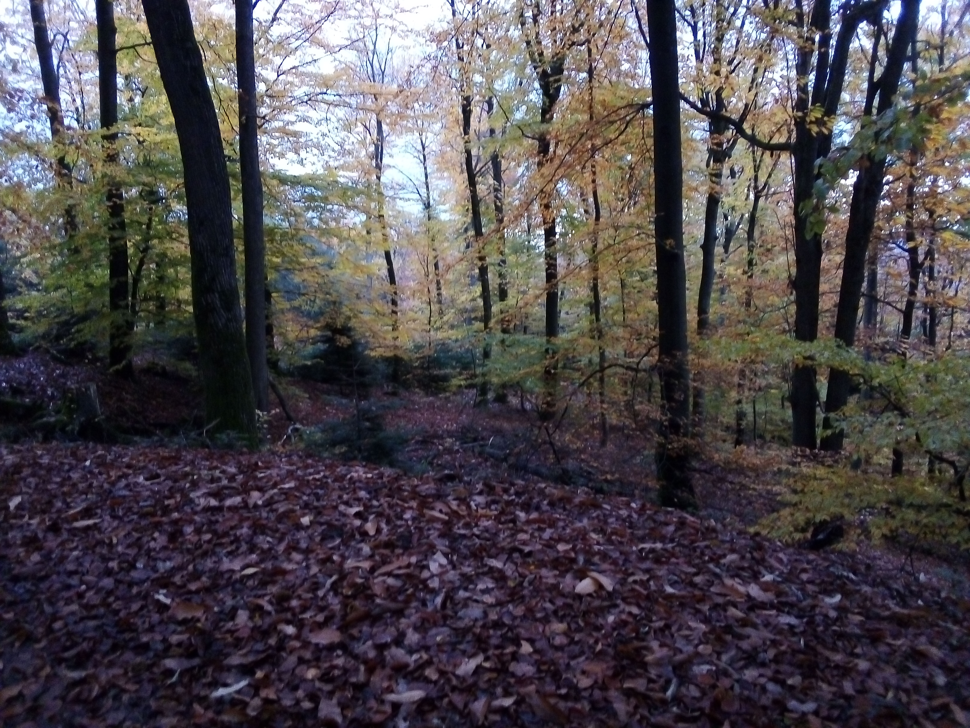 Photo n° 1 de l'avis de NICORA.E fait le 09/11/2019 à 15:51