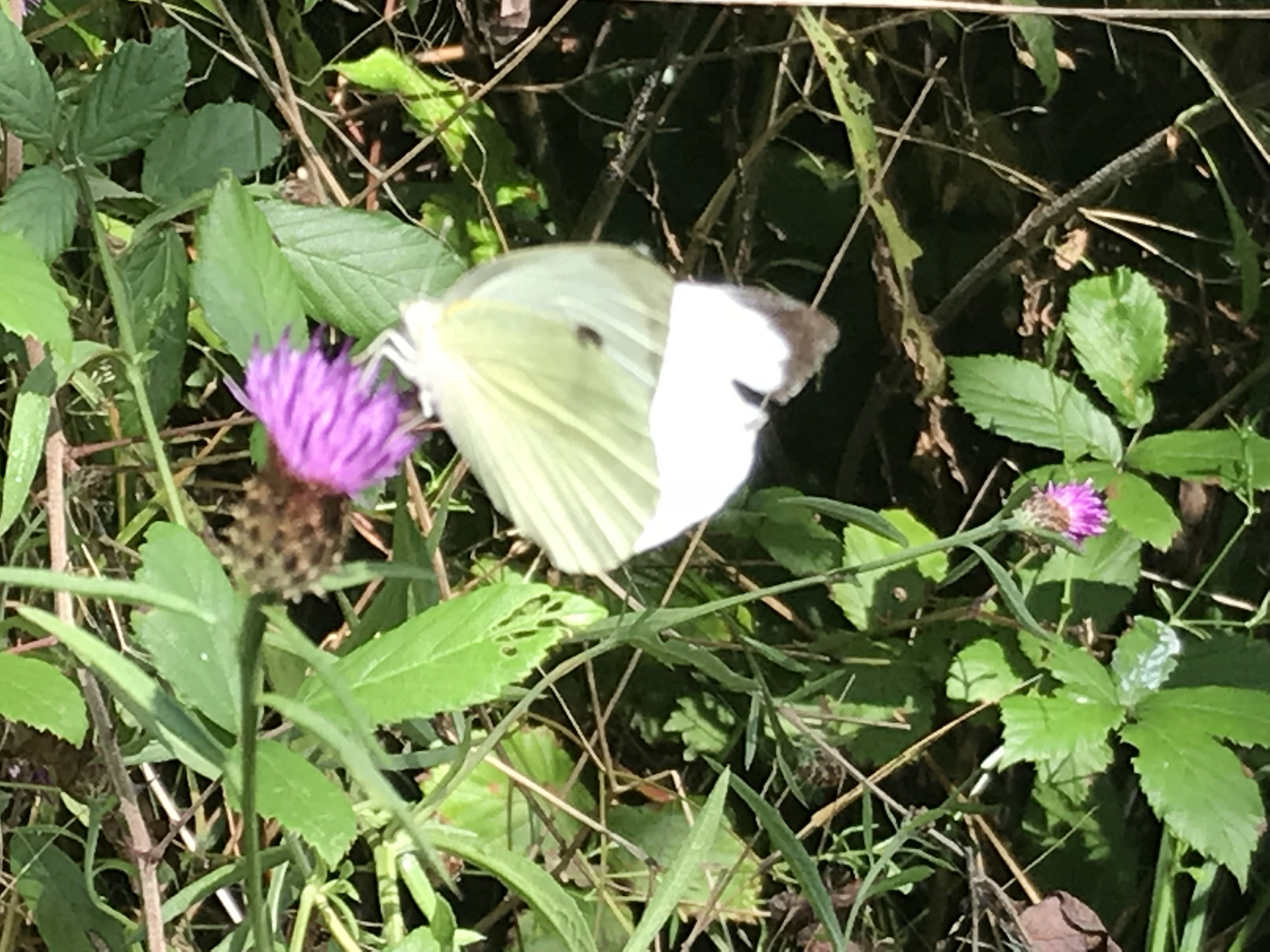 Photo n° 9 de l'avis de gaelle.e fait le 17/08/2018 à 16:22