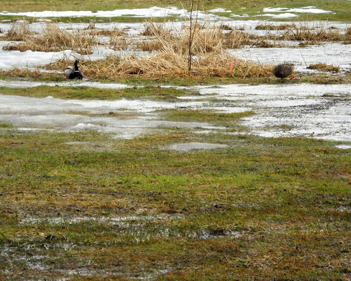 Park «Hansen Park», reviews and photos, 1555 5th St NW, New Brighton, MN 55112, USA