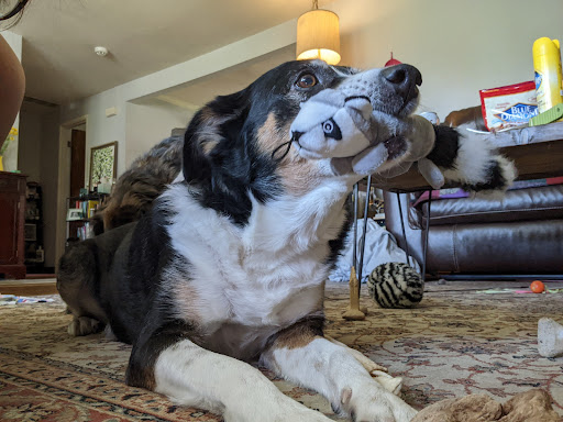 Pet Supply Store «Mud Bay», reviews and photos, 3804 Bridgeport Way W, University Place, WA 98466, USA