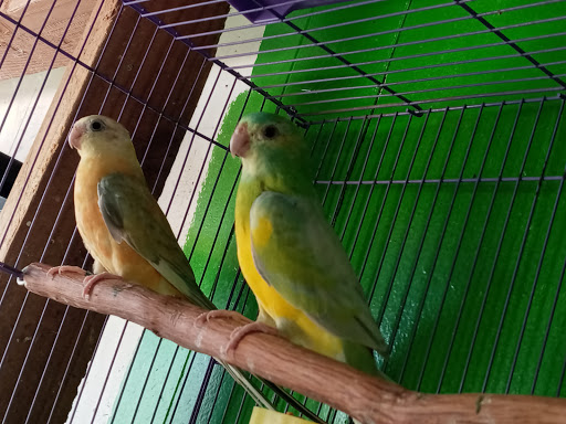 Pet Store «Inez Pet Shop», reviews and photos, 3825 Whittier Blvd, Los Angeles, CA 90023, USA