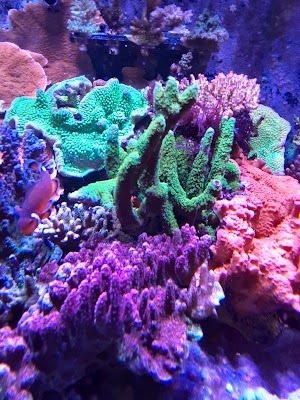 Treasures of the Sea - photo 10