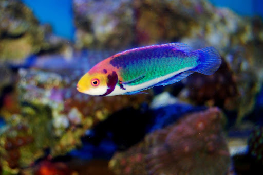 Tropical Fish Store «The Premium Aquarium», reviews and photos, 1875 25th St SE, Salem, OR 97302, USA