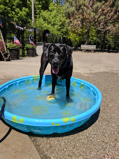 Dog Park «Norwood Park Dog Friendly Area», reviews and photos, 5850 N Avondale Ave, Chicago, IL 60631, USA