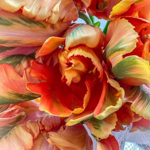 Florist «Mia fiori», reviews and photos, 5840 Legacy Cir D165, Plano, TX 75024, USA