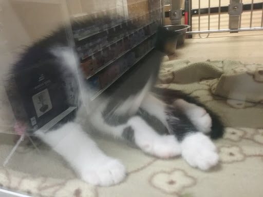 Pet Supply Store «PetSmart», reviews and photos, 585 Main St, Brookfield, WI 53005, USA