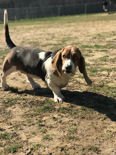 Pet Supply Store «PetSmart», reviews and photos, 350 Walt Whitman Rd, Huntington Station, NY 11746, USA