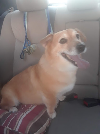 Pet Supply Store «Petco Animal Supplies», reviews and photos, 12014 SW 88th St, Miami, FL 33186, USA