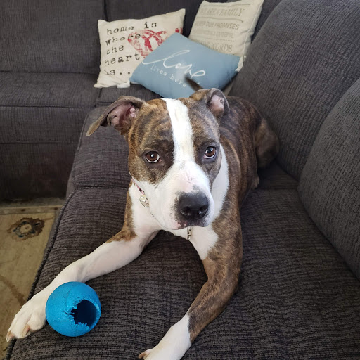 Pet Supply Store «Pet Supplies Plus», reviews and photos, 1791 W Columbia Ave, Battle Creek, MI 49015, USA