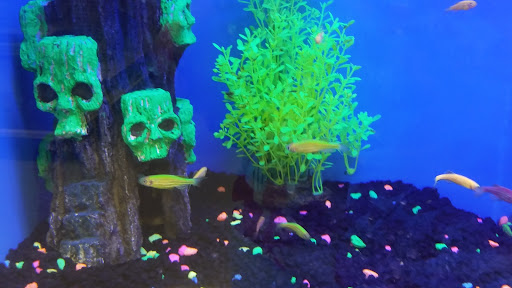 Pet Supply Store «Petco Animal Supplies», reviews and photos, 1753 St Lucie W Blvd, Port St Lucie, FL 34986, USA