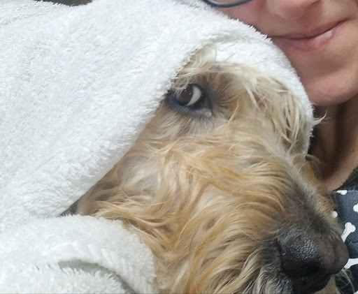 Pet Store «Pet Valu», reviews and photos, 385 N Central Ave, Hartsdale, NY 10530, USA