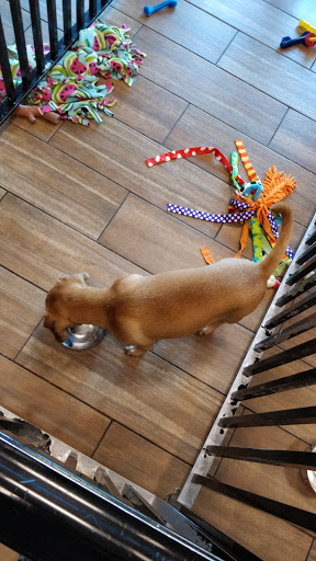 Pet Store «Charm City Puppies», reviews and photos, 8205 Snowden River Pkwy, Columbia, MD 21045, USA