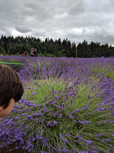 Farm «Oregon Lavender Farm», reviews and photos, 20949 S Harris Rd, Oregon City, OR 97045, USA