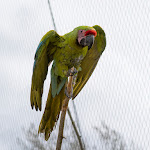 Photo n° 8 de l'avis de Christophe.r fait le 27/03/2023 à 14:12 pour Parrot World - Le parc animalier immersif à Crécy-la-Chapelle