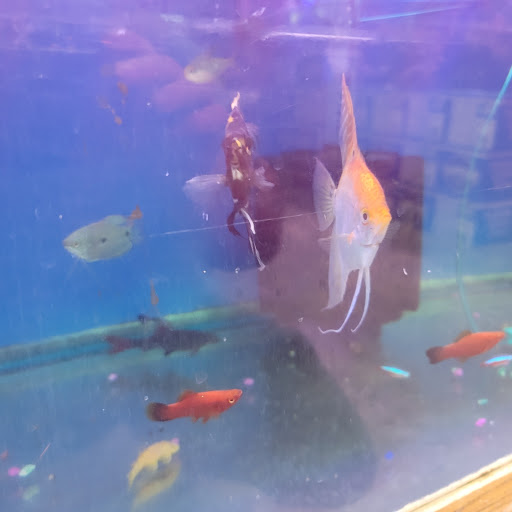 Pet Store «Fish R Us», reviews and photos, 10855 TX-242, Conroe, TX 77385, USA