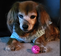 At Home Veterinary Services Seattle Renton - Photo 9 - Car repair in , Renton