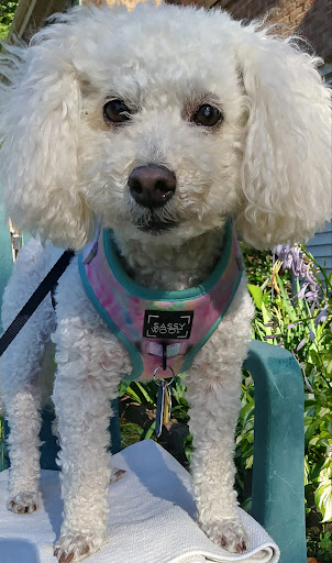 Pet Supply Store «Doggstuff», reviews and photos, 564 N Birdneck Rd, Virginia Beach, VA 23451, USA