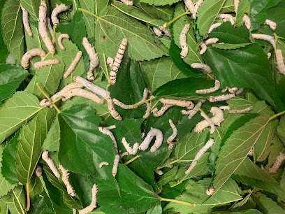 Southern Silkworms