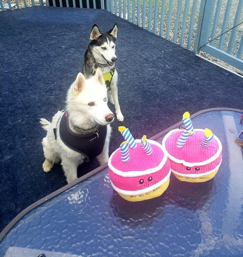 Pet Supply Store «Pet Supplies Plus», reviews and photos, 10 Glenridge Rd #3, Glenville, NY 12302, USA