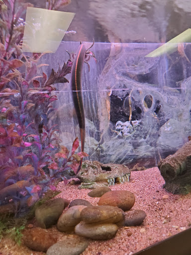 Pet Store «Sailfin Pet Shop», reviews and photos, 720 S Neil St # 2, Champaign, IL 61820, USA