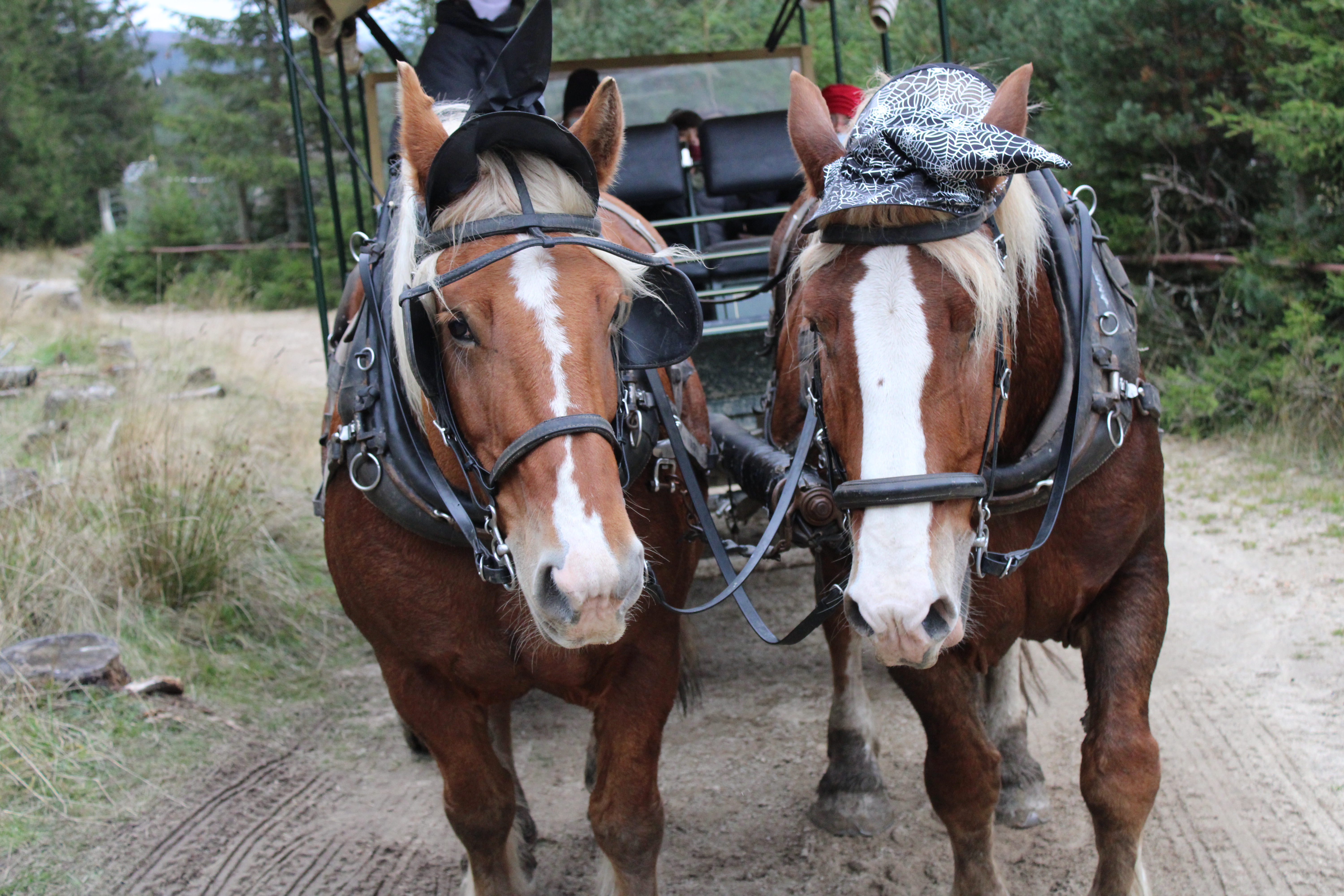 Photo n° 3 de l'avis de Brandon.i fait le 20/10/2020 à 16:26