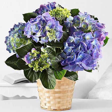 Florist «A Daisy A Day», reviews and photos, 749 Silas Creek Pkwy, Winston-Salem, NC 27127, USA