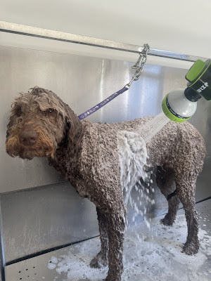 Sandy dog grooming & SPA