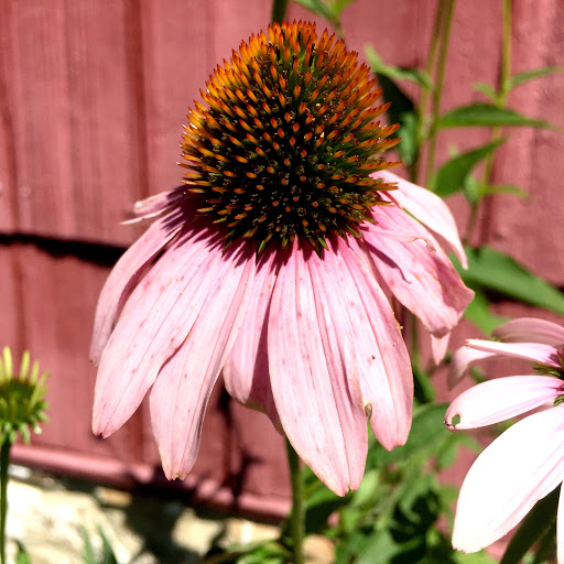 Museum «Queens County Farm Museum», reviews and photos, 73-50 Little Neck Pkwy, Queens, NY 11004, USA