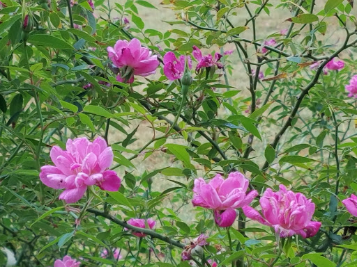 Park «J.A. Carr Park», reviews and photos, 508 Simmons Dr, Euless, TX 76040, USA