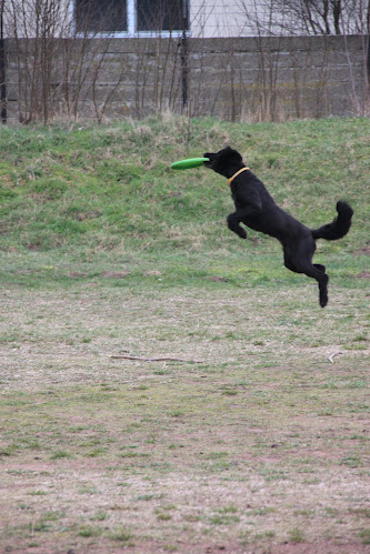 Comentarii opinii despre Debreceni Kutyaiskola