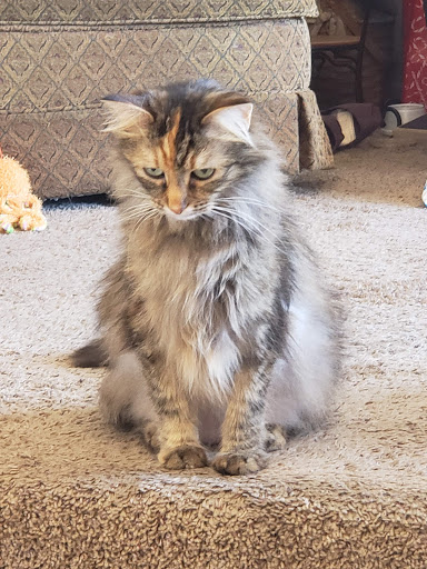 Golf Course «Tregaron Golf Course», reviews and photos, 13909 Glengarry Cir, Bellevue, NE 68123, USA