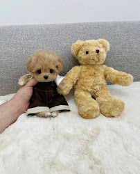 PetSmart - Photo 7 - Car repair in Braintree, MA, Quincy