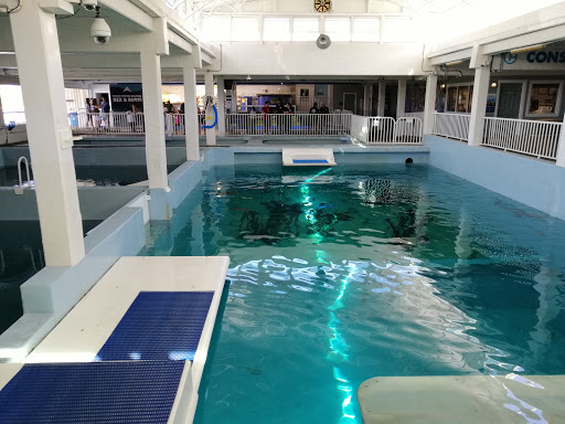 Aquarium «Clearwater Marine Aquarium», reviews and photos, 249 Windward Passage, Clearwater, FL 33767, USA
