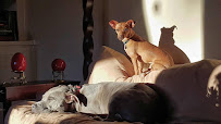 Premier Scottsdale Pet Care - Photo 8 - Car repair in Scottsdale, AZ, Scottsdale