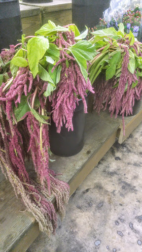 Florist «San Antonio Flower Co», reviews and photos, 7538 Broadway St, San Antonio, TX 78209, USA